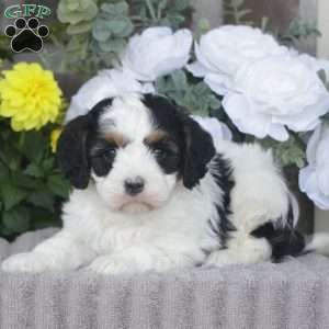 Finn, Cavapoo Puppy
